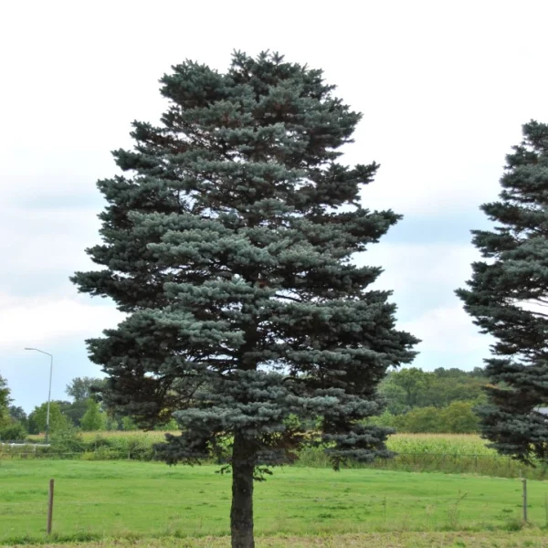 Picea pungens 'Glauca Globosa' – smrk pichlavý 'Glauca Globosa'