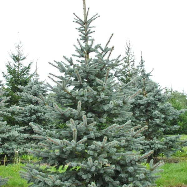 Picea pungens 'Hoopsii' – Smrk pichlavý 'Hoopsii'