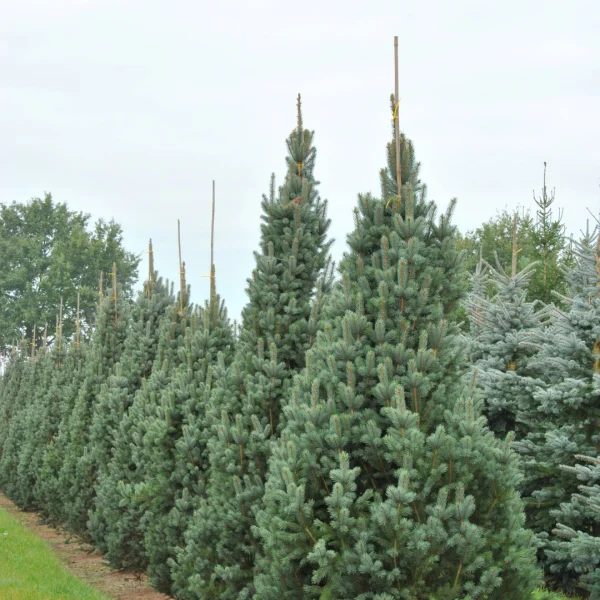 Picea pungens 'Iseli Fastigiate' – Smrk pichlavý 'Iseli Fastigiate'