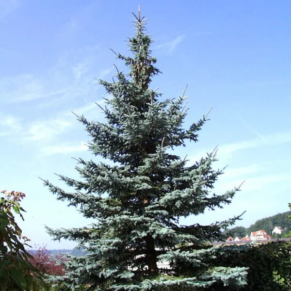 Picea pungens 'Koster' – Smrk pichlavý 'Koster'