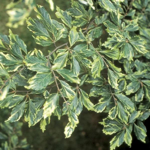 Fagus sylvatica 'Albomarginata' – buk lesní 'Albomarginata'