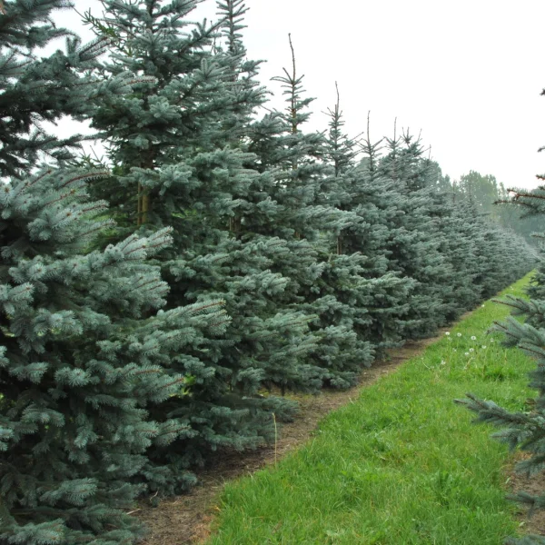 Picea pungens 'Snowkiss' – Smrk pichlavý 'Snowkiss'