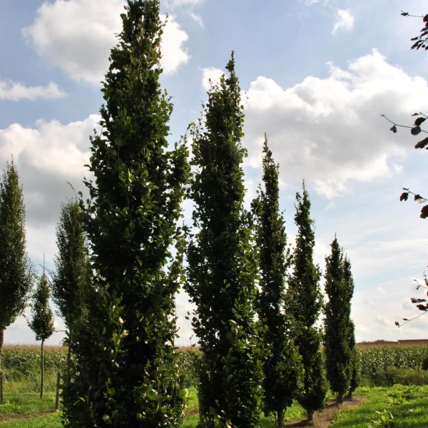 Fagus sylvatica 'Anniek' – buk lesní 'Anniek'