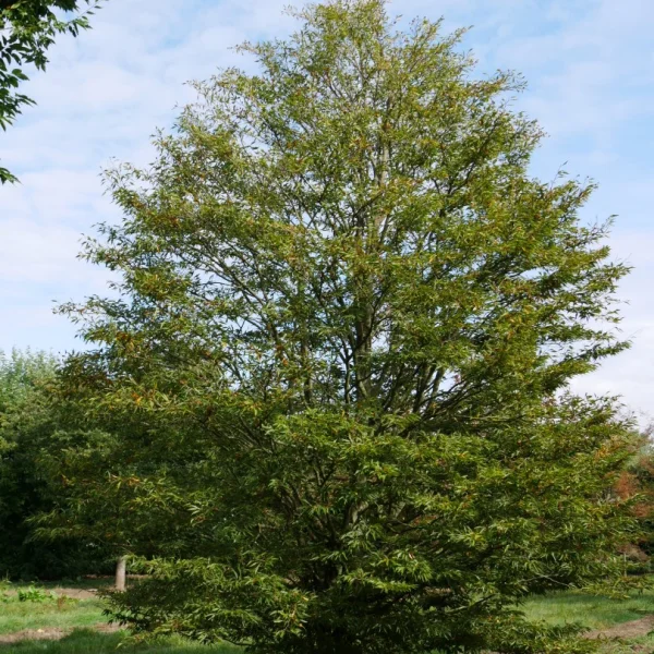 Fagus sylvatica 'Aspleniifolia' – buk lesní 'Aspleniifolia'
