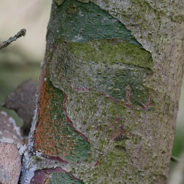 Pinus bungeana – borovice Bungeova