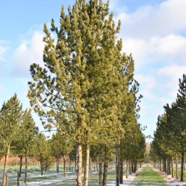 Pinus cembra – borovice limba