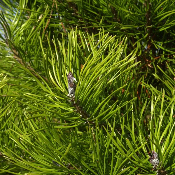 Pinus contorta – borovice pokroucená