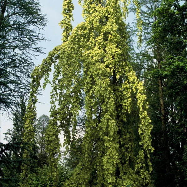 Fagus sylvatica 'Aurea Pendula' – buk lesní 'Aurea Pendula'