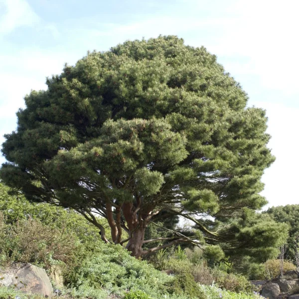Pinus densiflora 'Umbraculifera' – borovice hustokvětá 'Umbraculifera'