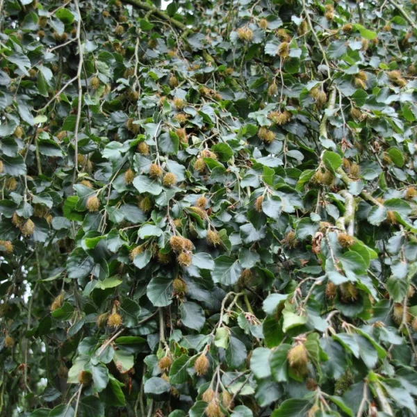 Fagus sylvatica 'Bornyensis' – buk lesní 'Bornyensis'