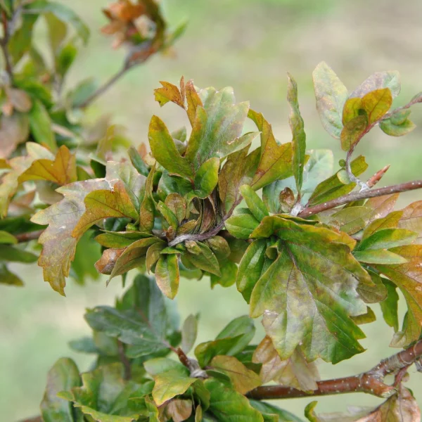 Fagus sylvatica 'Brathay Purple' – buk lesní 'Brathay Purple'