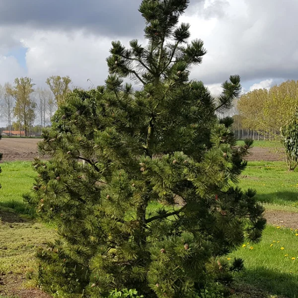 Pinus heldreichii – borovice Heldreichova