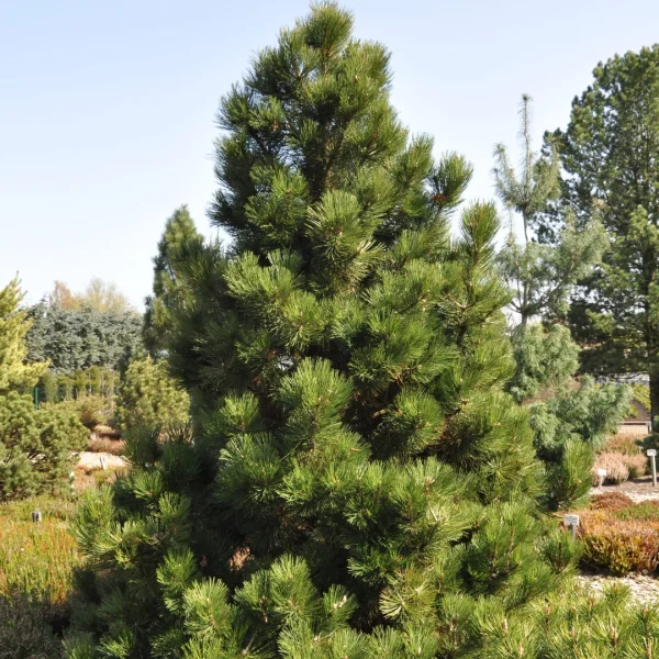 Pinus heldreichii 'Malinki' – borovice Heldreichova 'Malinki'