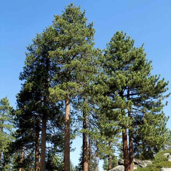 Pinus jeffreyi – borovice Jeffreyova