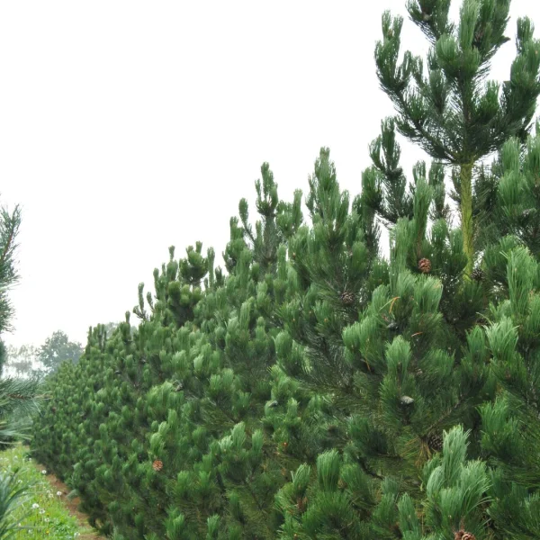 Pinus heldreichii 'Lindenhof' – borovice Heldreichova 'Lindenhof'