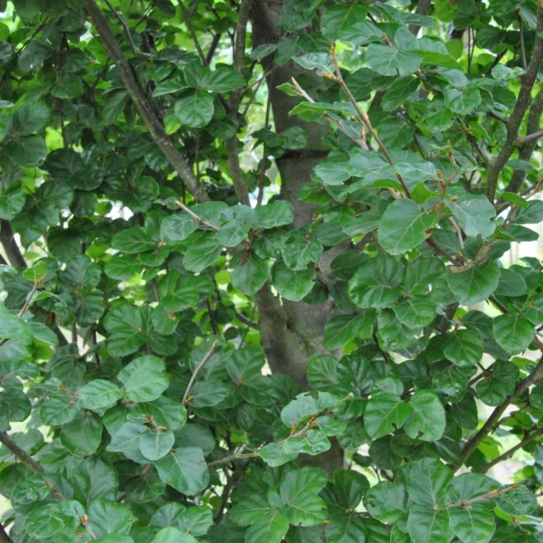 Fagus sylvatica 'Cockleshell' – buk lesní 'Cockleshell'
