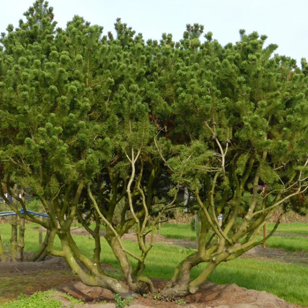 Pinus mugo – borovice kleč