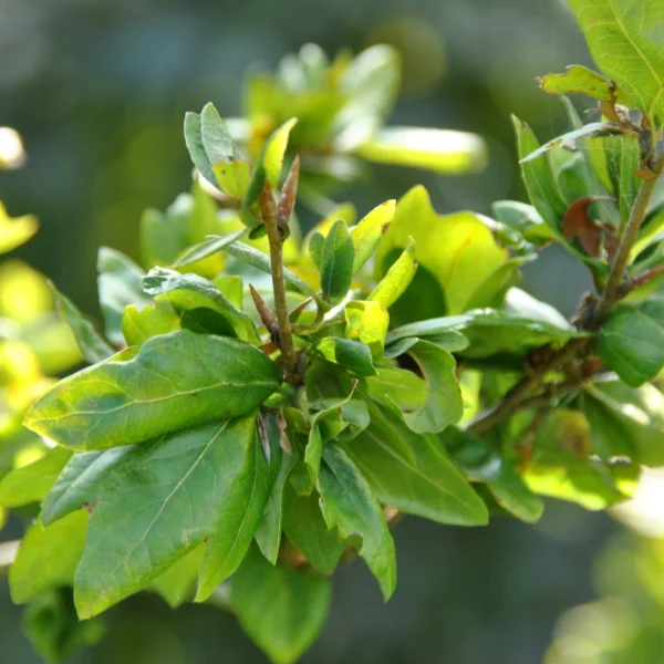Fagus sylvatica 'Cristata' – buk lesní 'Cristata'