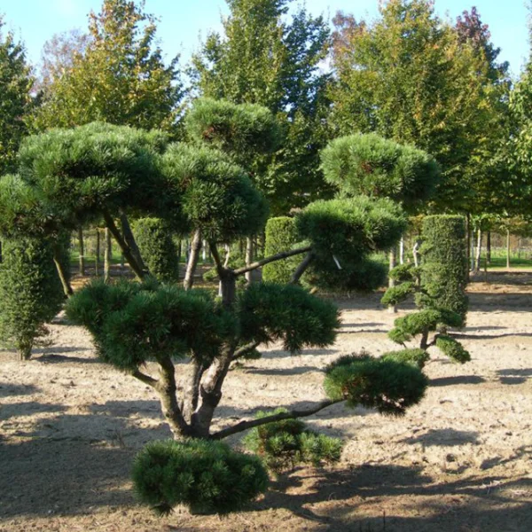 Pinus mugo 'Gnom' – borovice kleč 'Gnom'