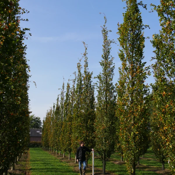 Fagus sylvatica 'Dawyck' – buk lesní 'Dawyck'