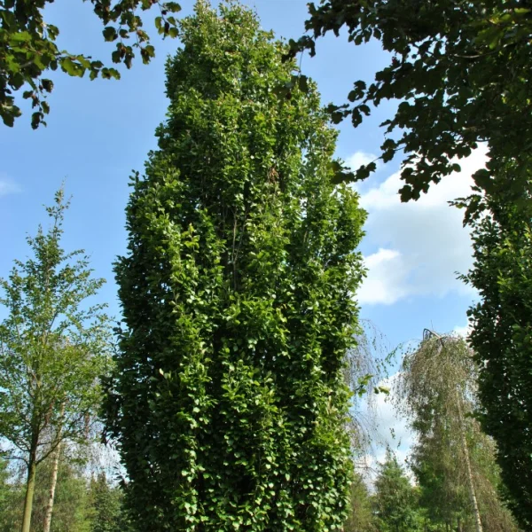 Fagus sylvatica 'Dawyck Gold' – buk lesní 'Dawyck Gold'