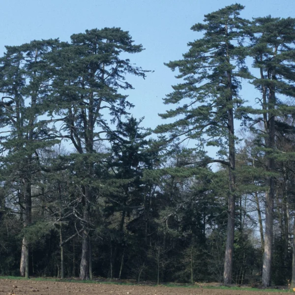 Pinus nigra subsp. laricio – borovice černá subsp. laricio