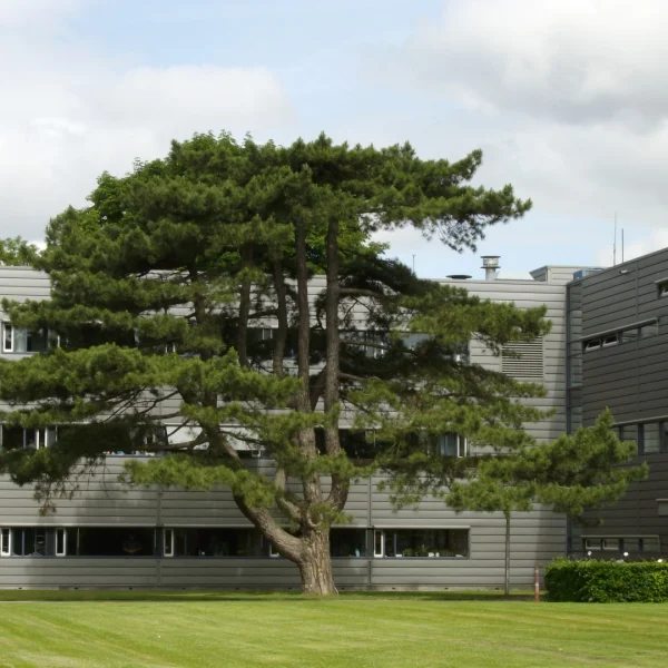 Pinus nigra subsp. nigra – Borovice černá