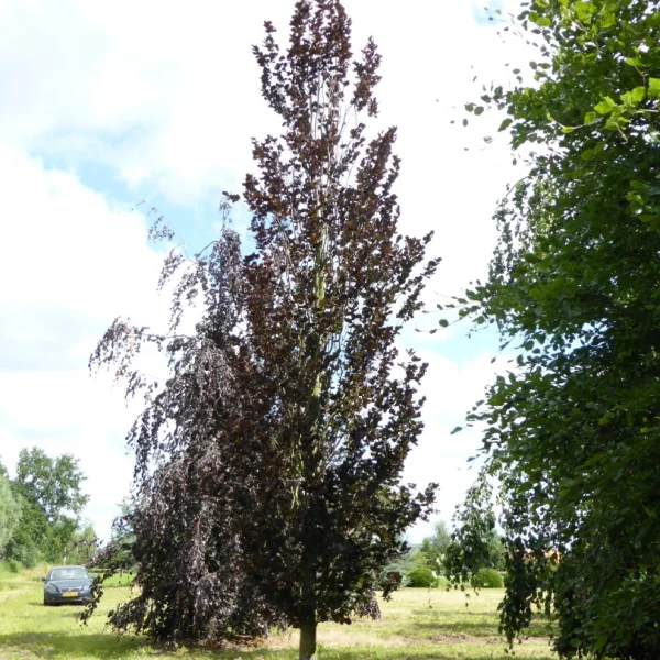 Fagus sylvatica 'Dawyck Purple' – buk lesní 'Dawyck Purple'