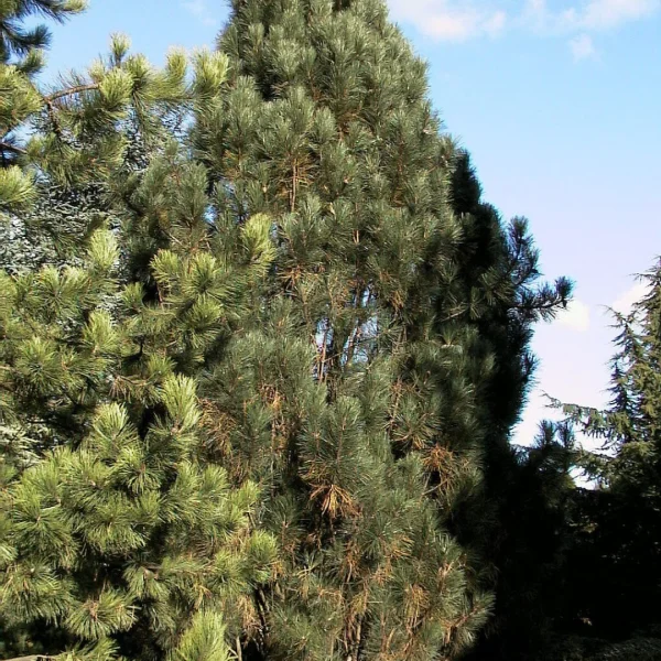 Pinus nigra 'Pyramidalis' – borovice černá 'Pyramidalis'