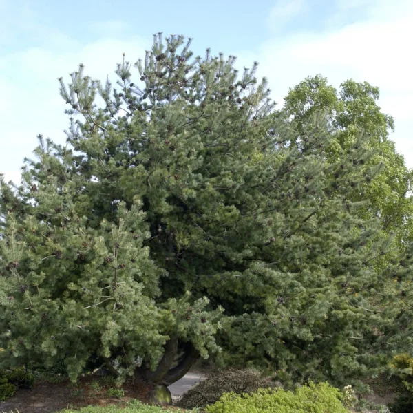 Pinus parviflora – borovice drobnokvětá