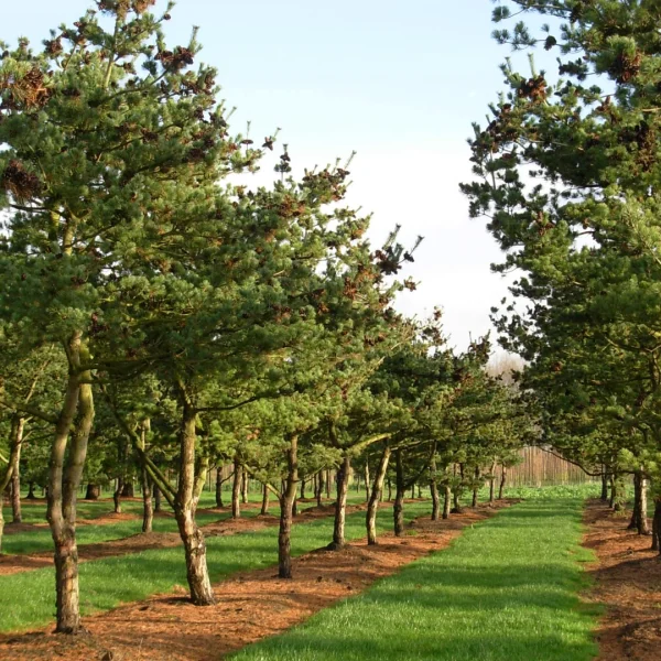 Pinus parviflora 'Glauca' – borovice drobnokvětá 'Glauca'