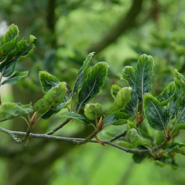 Fagus sylvatica 'Greenwood' – buk lesní 'Greenwood'