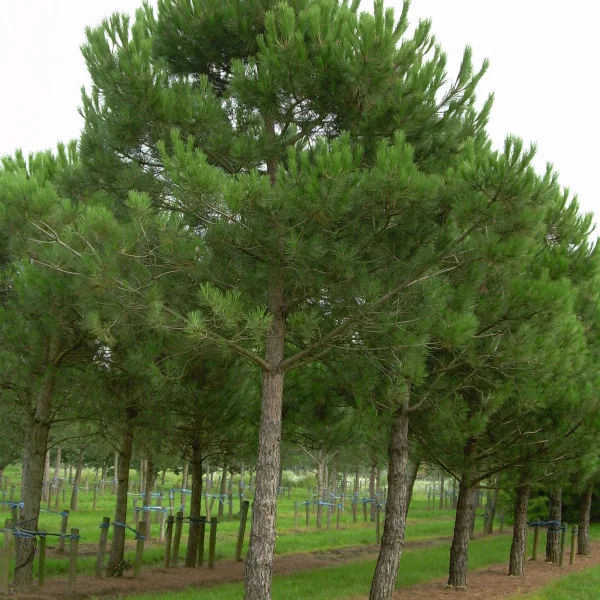 Pinus pinea – borovice pinie