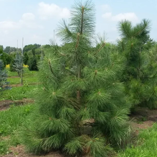 Pinus ponderosa – borovice těžká