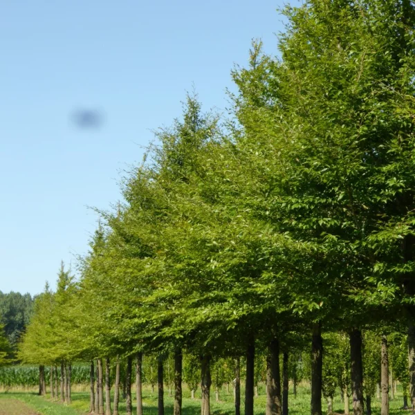 Fagus sylvatica 'Laciniata' – buk lesní 'Laciniata'