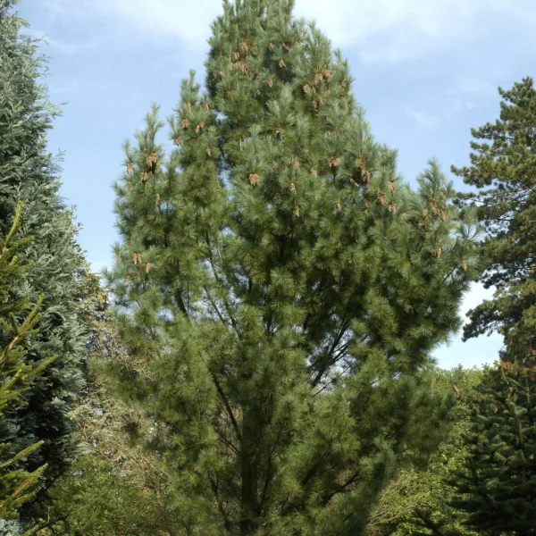 Pinus strobus 'Fastigiata' – borovice vejmutovka 'Fastigiata'