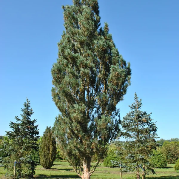 Pinus sylvestris 'Fastigiata' – borovice lesní 'Fastigiata'