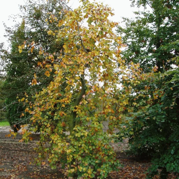 Fagus sylvatica 'Miltonensis' – buk lesní 'Miltonensis'