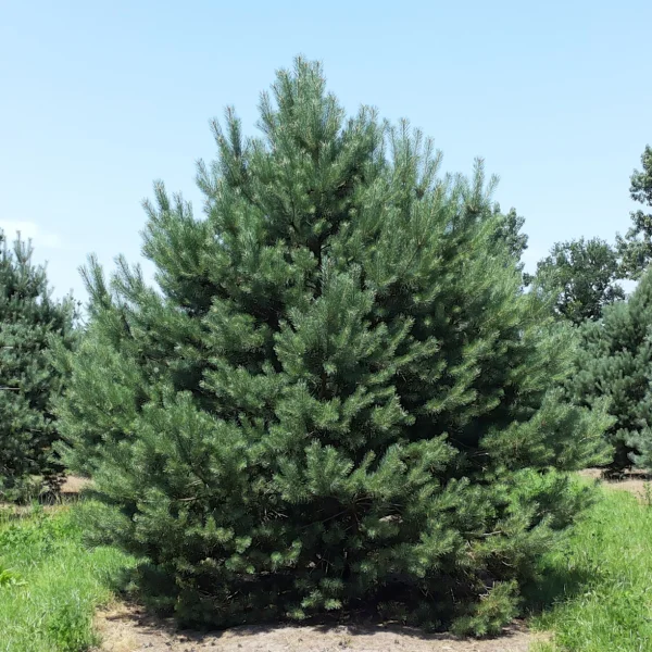 Pinus sylvestris 'Norska' – borovice lesní 'Norska'