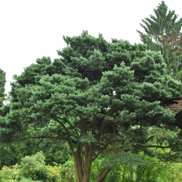 Pinus sylvestris 'Watereri' – borovice lesní 'Watereri'