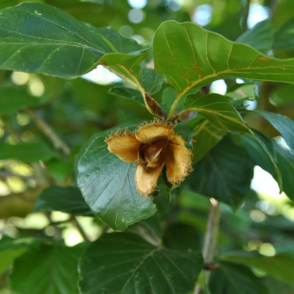 Fagus sylvatica 'Prince George of Crete' – buk lesní 'Prince George of Crete'