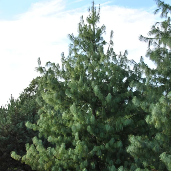 Pinus wallichiana – borovice himálajská