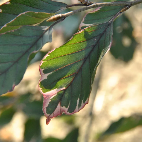 Fagus sylvatica 'Purpurea Tricolor' – buk lesní 'Purpurea Tricolor'