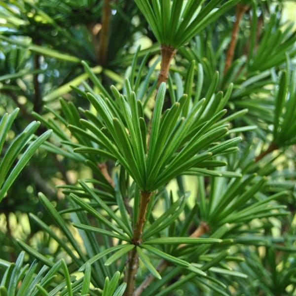 Sciadopitys verticillata – pajehličník přeslenitý