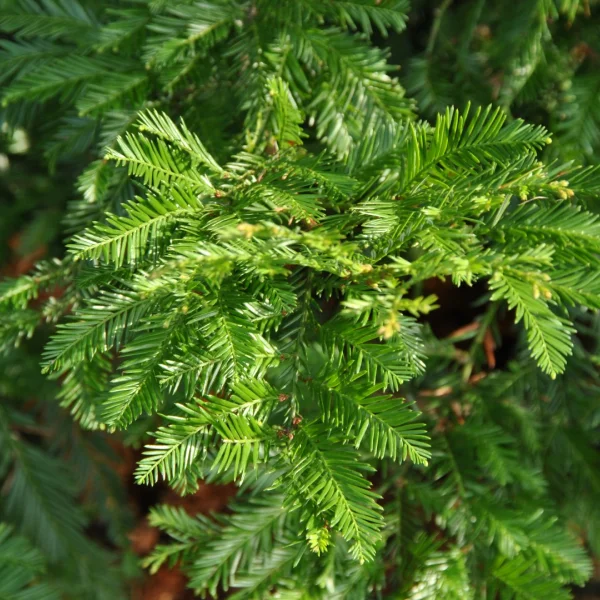 Sequoia sempervirens – sekvoj vždyzelená