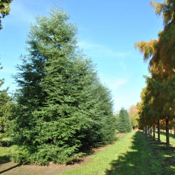 Sequoia sempervirens 'Winter Blue' – sekvoj vždyzelená 'Winter Blue'