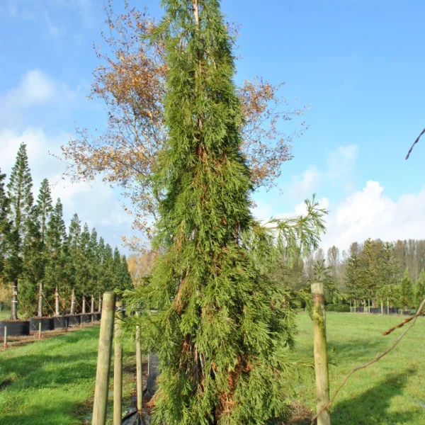 Sequoiadendron giganteum 'Barabits Requiem' – sekvojovec obrovský 'Barabits Requiem'