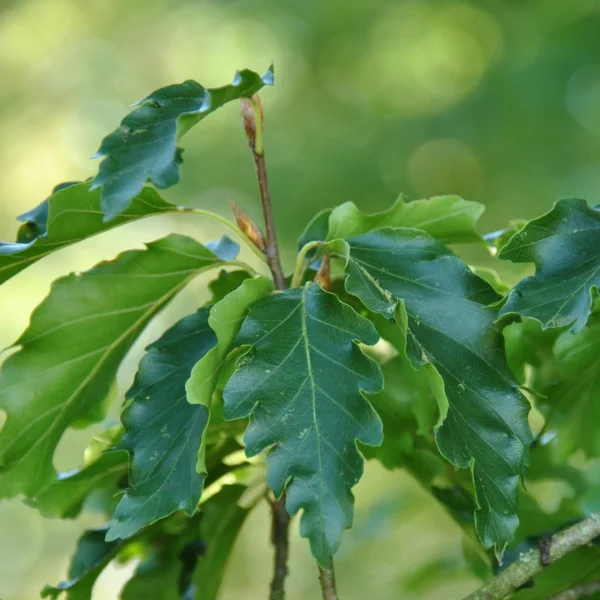 Fagus sylvatica 'Quercifolia' – buk lesní 'Quercifolia'