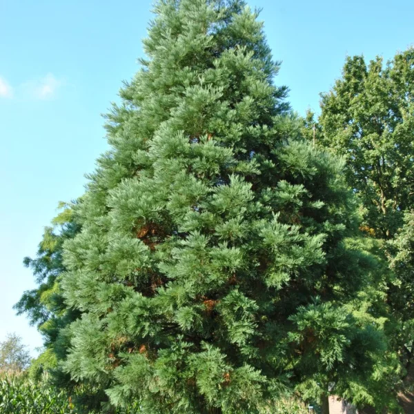 Sequoiadendron giganteum 'Glaucum' – sekvojovec obrovský 'Glaucum'