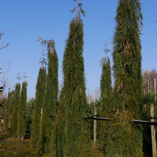 Sequoiadendron giganteum 'Pendulum' – sekvojovec obrovský 'Pendulum'